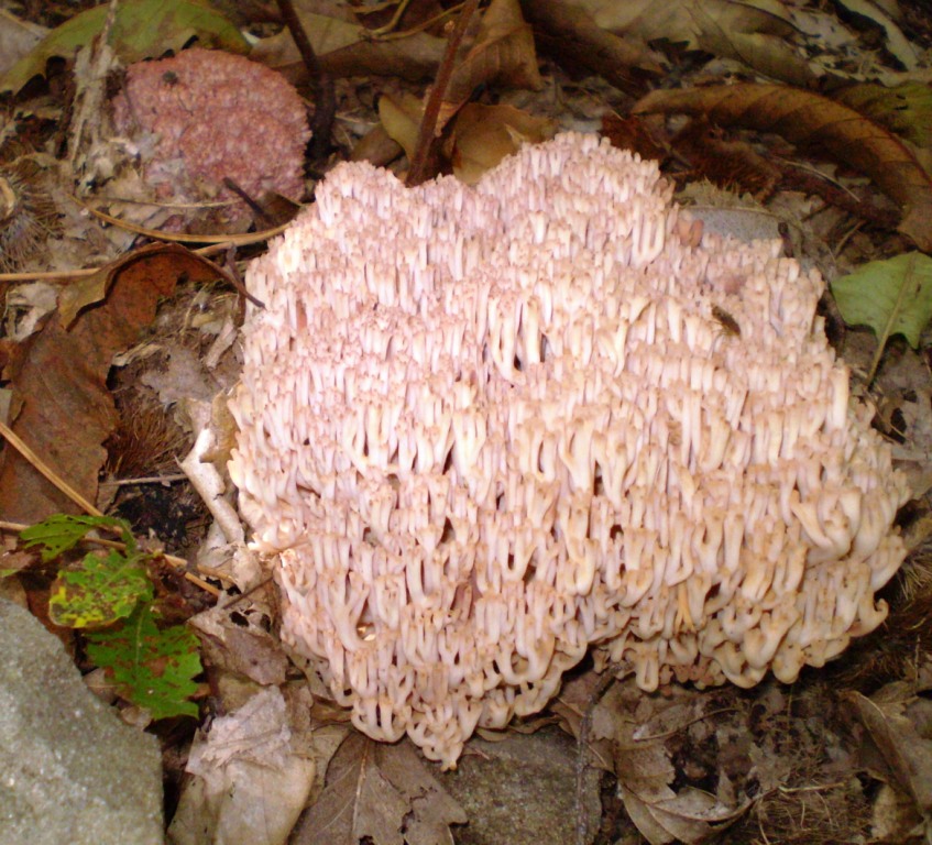 Ditola, ossia Ramaria botrytis ???